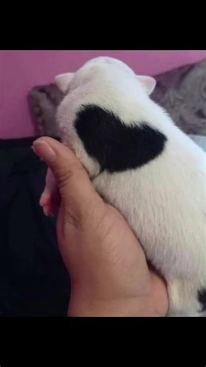 Medusa Longhair (@esalonghairedalien)’s videos with someday i'll get it - Alek Olsen