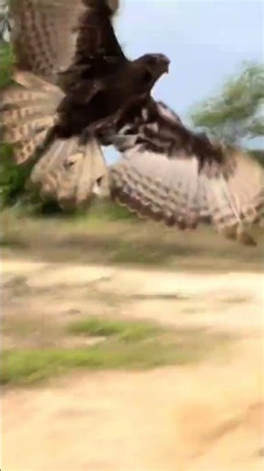 Amazing hawk eagle hunting bird for food 🦅 #bird #birds #birdsounds