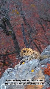 Persian leopard at the ancient Hyrcanian Forest, northern #Iran | Iran Photos