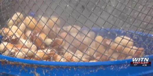 From field to ballpark: How NC peanuts are picked at the perfect time