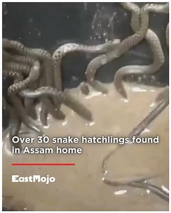 In a startling discovery, residents of a house in Assam's Nagaon district found over 30 snake hatchlings in their bathroom. The incident occurred in Kaliabor, a sub-division town in the district. The residents were shocked to find the young snakes crawling around their home and immediately sought help. Renowned snake rescuer Sanjib Deka, popularly known as the 'Serpent Man', responded to the call and safely removed the hatchlings from the house, according to reports. Sanjib Deka has earned a rep