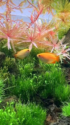 A 60 liter planted aquarium