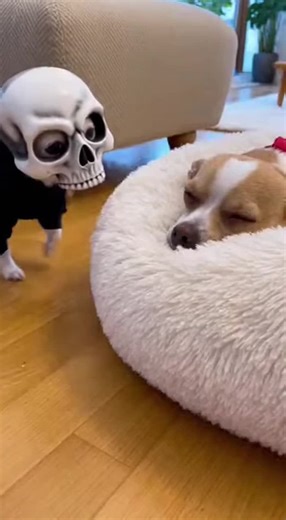 Understanding the Chihuahua Breed