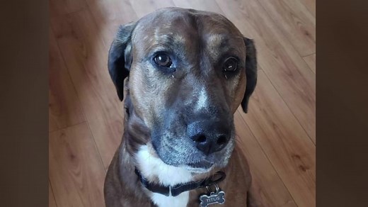 Mom, 3-year-old son viciously attacked by family dog