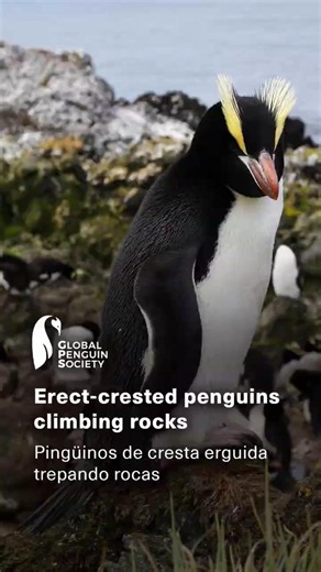 Watch a rockhopper penguin in action • Pingüino de cresta erguida en acción