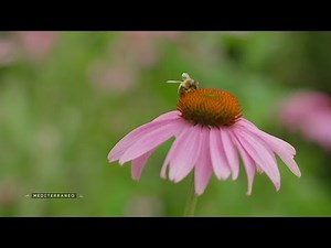 MEDITERRANEO – En Slovénie l’apiculture est une tradition ancestrale