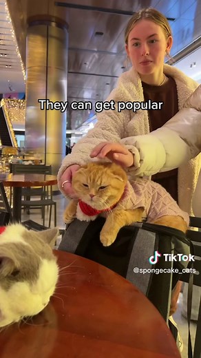 Taking Your Cats to the Mall: The Best Shopping Buddies