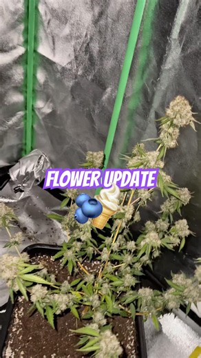 This Is The Final Flower Stage 😳🌸 #grow #cannabiscommunity #420 #flower