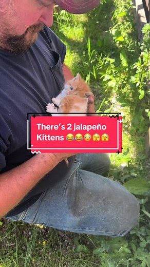 Feral Baby Kitten Rescue: Dirty, Scared, and Adorable