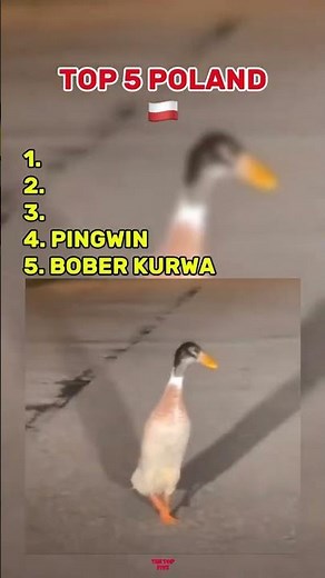 Top 5 Funniest Poland Moments 😂 | Polish Memes Compilation | #shorts