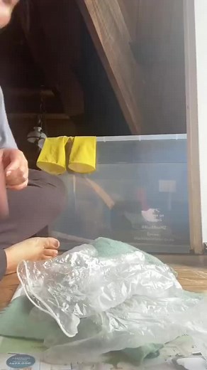 Cuidado diario de erizos: baño de aceite cada 3-4 días