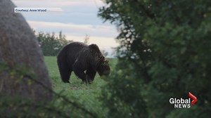 Grizzly bears being spotted in unusual places around Alberta
