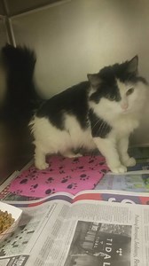 86 reactions · 131 shares | PATCHES (B/W) & PEACHES (WHT) **Microchipped** ID #A149853 & A149854 Females (Spayed) / approx. 2-3 years Cage # B551/552 Owner Surrender Intake / Out date: 6/20/16 **PATCHES VIDEO** Patches & Peaches were surrendered with no significant notes as to why. Patches is black and white long hair and Peaches is snowman white. Both are very friendly and were interested in interacting. A great bonded pair for any rescue. | CACC Cats | Facebook