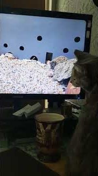 Mommas Cat Discovers Computer Mice #catshorts #catlovers