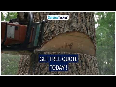 Complete Tree & Stump Removal Near You