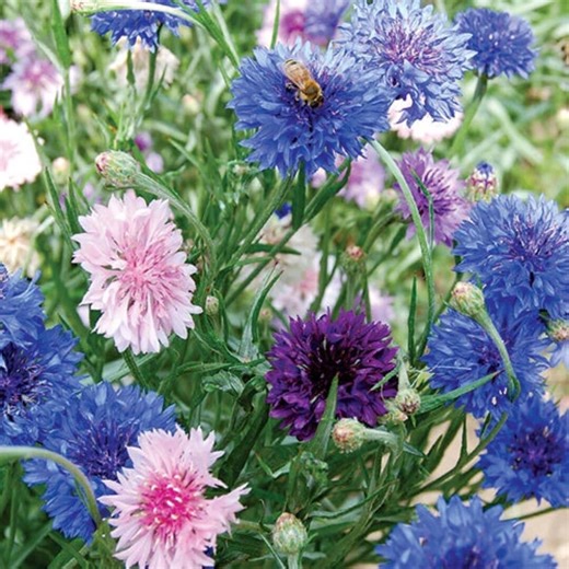 Bachelor Button Cornflower Mixed Seeds | Colorful Annual Flower Seeds for Garden, Pots & Borders - Etsy