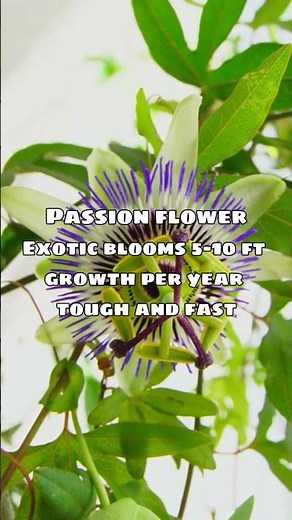 Fast Growing Flowering Vines That’ll Cover Your Garden in No Time!