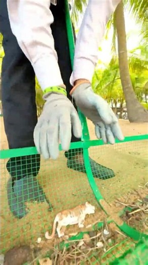 Found a Lost Childhood Treasure! (Cleaning the Tiger) ✨ #shorts