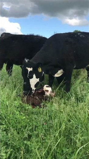 Born on Pasture- New Life on Fresh Grass #farming #cow #calving #spring calving
