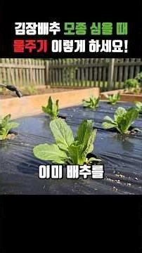 배추 모종 심고 물주기, 이렇게 하세요!