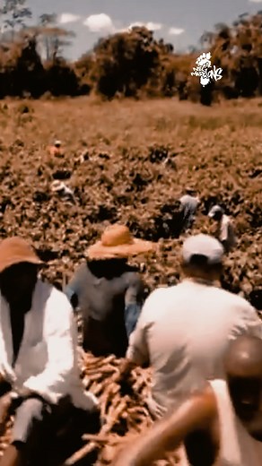 Fiers d’être Nèg’ Marrons 🫡 Un classique tiré de "Le Bilan", l’album culte sorti en 2000. Une époque, une énergie, un message qui traverse le temps. On revient poser ça ici … et ça ne fait que commencer 👀 🎤🔥 Prochaine date : La tournée des 25 ans du Bilan ➡️ Booking @talowaprod | Neg Marrons officiel