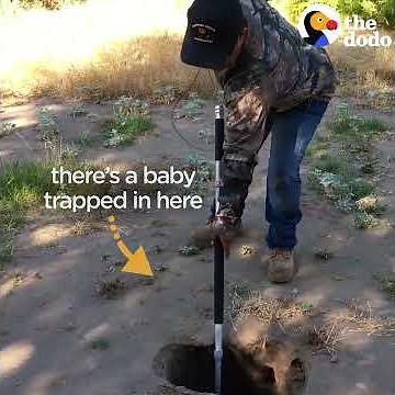 CRYING Fawn Rescued From Hole Reunites With Mom | The Dodo