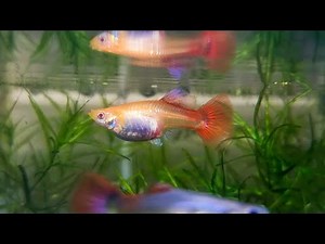 Big Mama Guppy Started Giving Birth On Tub While Still Acclimating her!