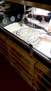 314K views · 1.9K reactions | I po obiadku  #animals #animal #spider #spiders #wąż #snake #snakes #asmr #python #okruszek | Venomous Art | Facebook