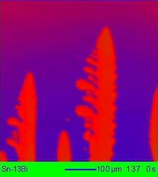 Dendrite evolution in Sn-Bi alloy