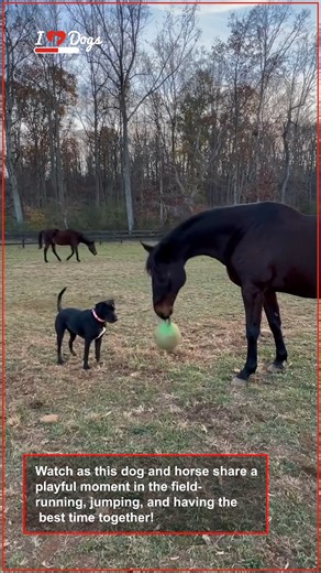 Two Best Friends Playing Together | iHeartDogs