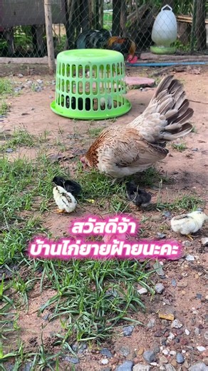 แม่ไก่และลูกน้อยอายุ2วัน #ไก่แจ้พันธุ์เล็ก #ไก่สวยงาม