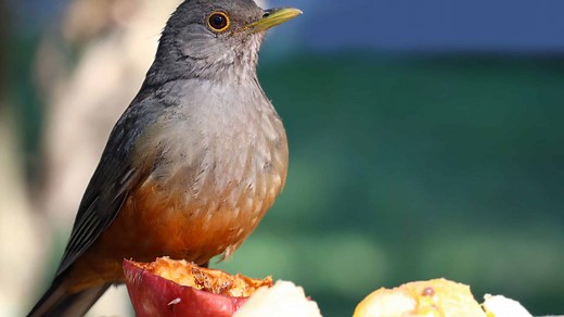The Rufous-Bellied Thrush: National Bird of Brazil