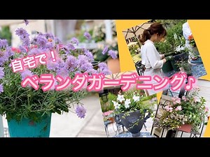【アナウンス.com】速水アナ ベランダガーデニング?寄せ植え編?