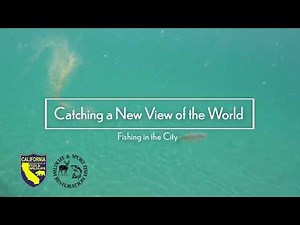 Fishing in the City: How to Clean a Fish