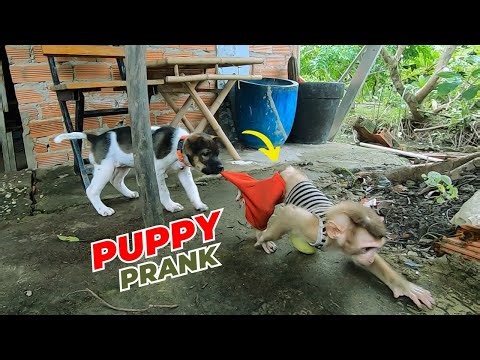Bika s Embarrassing Moment Puppy Pants Pulling Prank