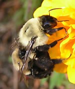 30 Strangest Animal Mating Habits