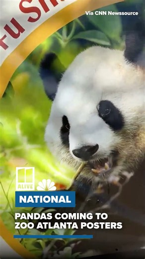 Glimpse at how Zoo Atlanta is preparing to welcome two giant pandas from China