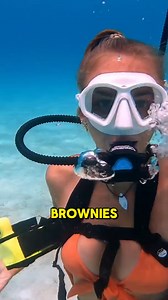 It's an alternative to scuba diving! Tankless diving works with air being pressurized on the surface unit towing behind the diver. What makes BLU3 systems unique is the patented Smart Reg technology enabling the compressor to pump only as the diver inhales, then sitting on standby when the diver exhales. As a result, BLU3's custom compressors operate at a very low pressure and run on extremely small batteries, giving you the most portable, user-friendly diving experience possible. Decades of inn