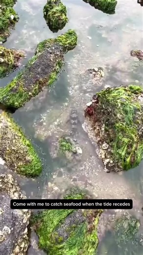 Seafood Lover's Guide: Catching Fish & Mantis Shrimp