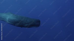 A sperm whale (Physeter macrocephalus) swims peacefully past the camera, gracefully revealing its caudal fin as it moves into the depths. Check my portfolio for more whale footage.