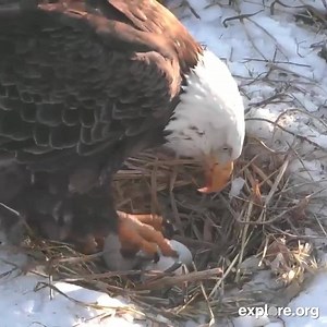 2.9M views · 193K reactions | To all you lovebirds out there, "like" our page for more wildlife stories of romance. | explore.org | Facebook