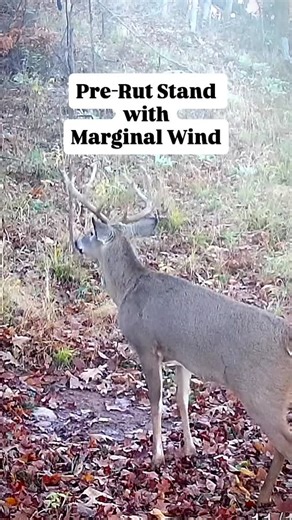 Jake Hendrickson | Whitetail Habitat & Land Specialist on Instagram: "During the pre-rut, bucks are on their feet more often, checking scrapes and cruising downwind of doe bedding areas. But sometimes, waiting on the “perfect” wind can mean missing your best opportunity. This is where a marginal wind setup comes into play. It’s risky, but when done right, it can pay off big. A marginal wind means the wind is almost in your favor… but not quite. The idea is to set up so that your scent blows just