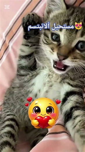 أجمل لحظات القطط الكيوت 😻