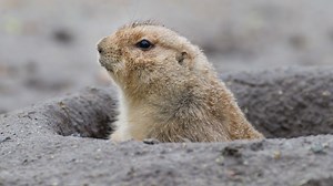 Tiere sind auch nur Menschen