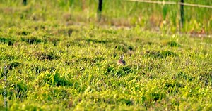 Northern lapwing in the grass near the pond