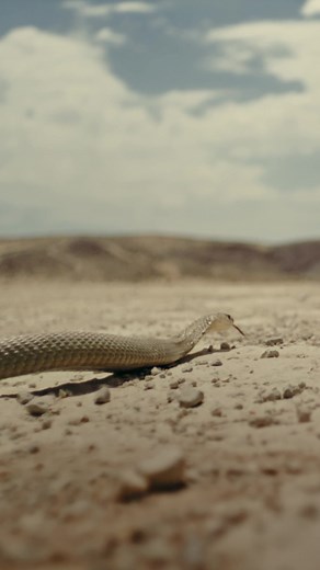 6.7K views · 1.1K reactions | Introducing the Can-Am Maverick R! Equipped with an industry leading 240HP engine, high performance 7-speed dual clutch transmission (DCT), heavy duty tall knuckle suspension design, 10.5 in touchscreen display, smart shox, and more, the Can-Am Maverick R takes performance to a whole new level. Watch the full Walkaround -> https://bit.ly/47ETdCY | BRP | Facebook