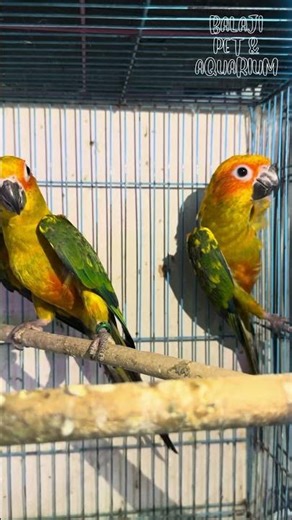 Sun conure (Balaji pets and aquarium Mannuthy 9539237596