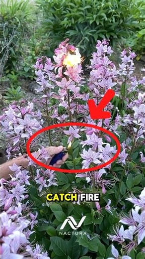 This Flower Can Literally Spark 🔥Dictamnus Albus (Gas Plant) #DictamnusAlbus #GasPlant #burningbush
