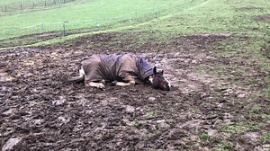 What better way to end a day than with a nice mud wallow! 💦😈💩 | The Antics of Mr Mo