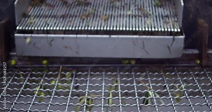 The processing of olives on the Conveyor belt separated from leaves and brushwood before preparing extra virgin olive oil in an oil mill from harvesting to pressing. High-quality 4k footage